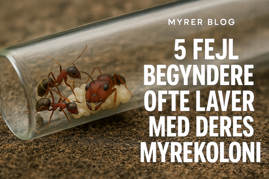 5 Fejl Begyndere Ofte Laver Med Deres Myrerkoloni