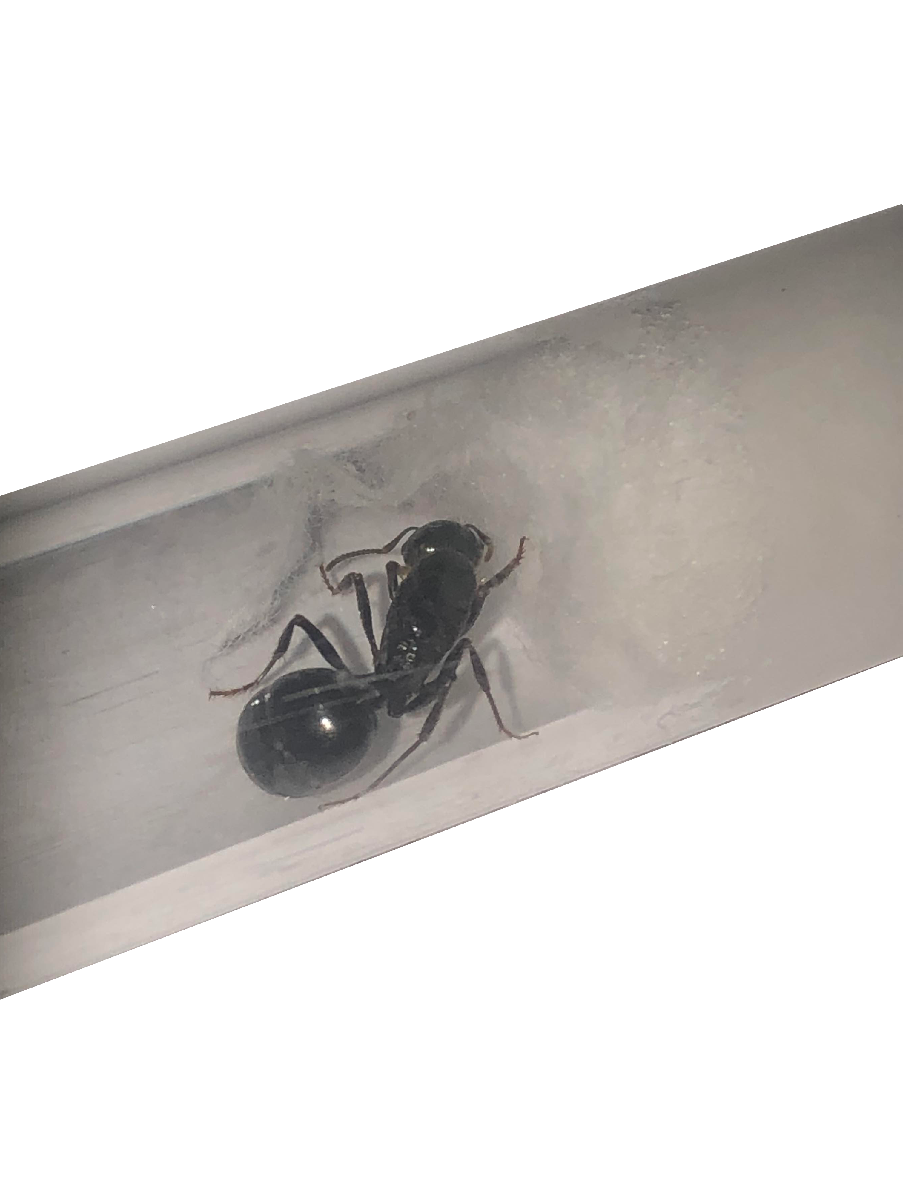 Messor Capitatus Sort Kornsamlermyre ESAntWorld