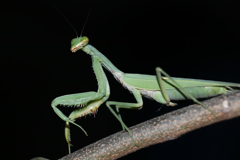 Hierodula membranacea - Asiatisk Kæmpeknæler