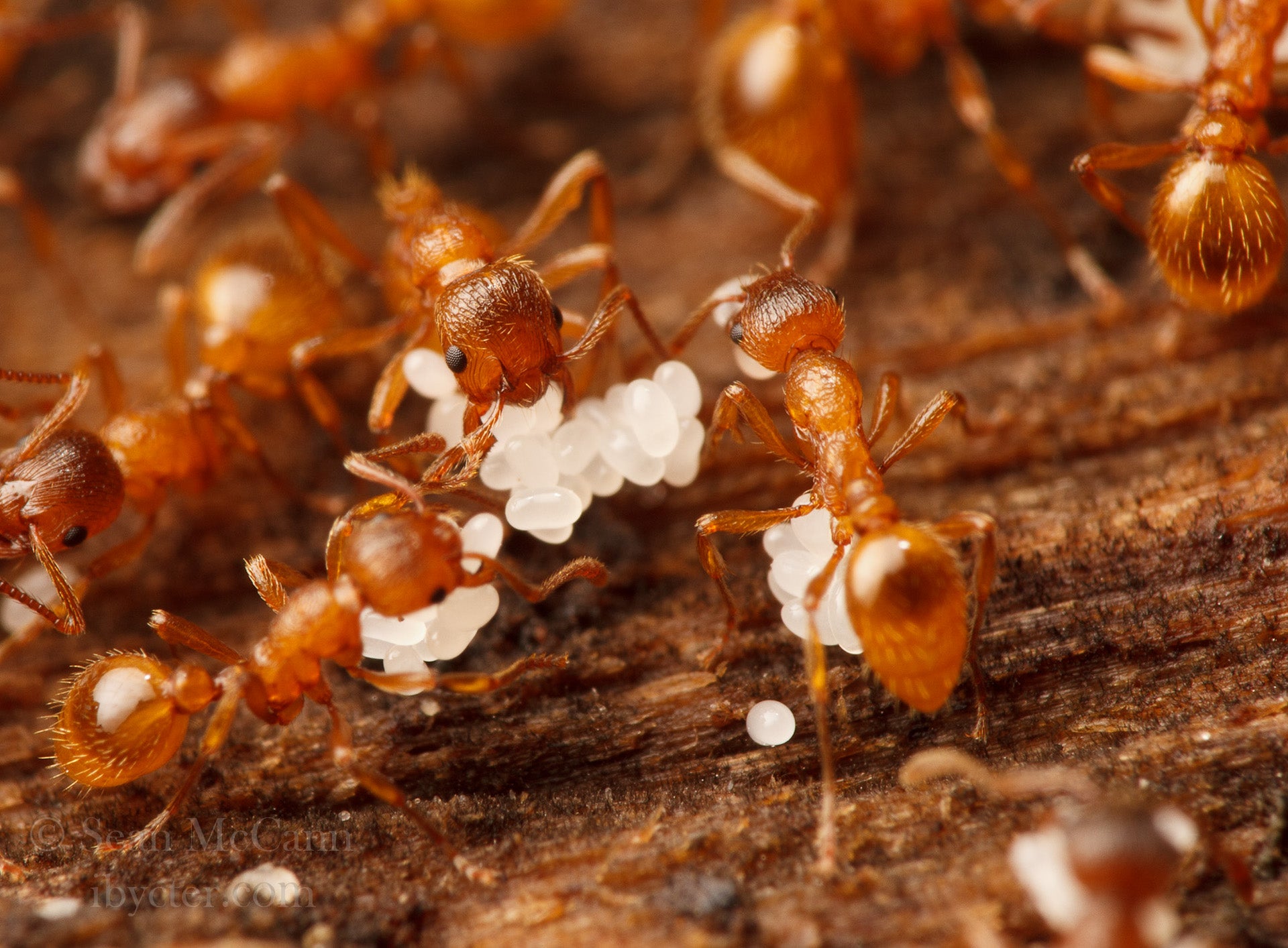 Et par arbejdere af arten Myrmica Rubra, som er igang med at passe på en portion små hvide æg