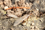 Lasius Niger - Sort Havemyre