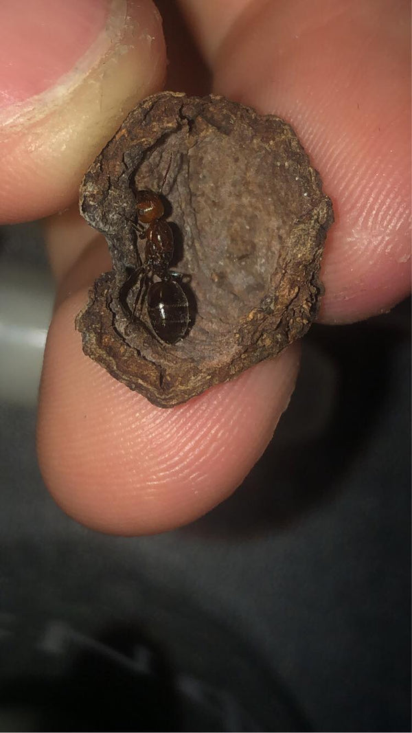 Crematogaster Scutellaris - Akrobatmyre