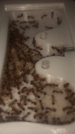 Myrmica Rubra - Rød Stikmyre - Billede 2