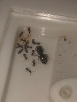 Lasius Niger - Sort Havemyre