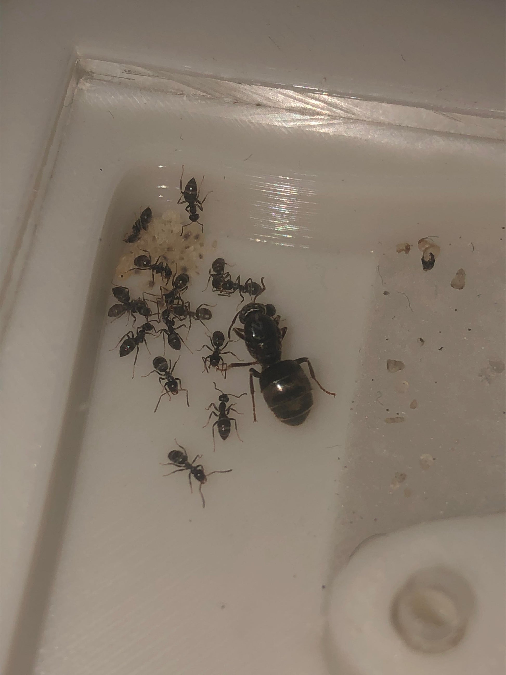 Billede af Lasius Niger ( Sort havemyre ) i lille myrerede fra ESAntWorld.