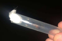 Camponotus Pilicornis