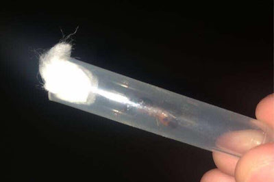 Camponotus Pilicornis