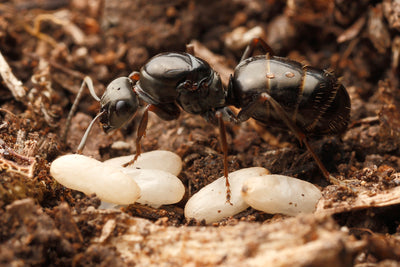 Formica Fusca - Sort Slavemyre