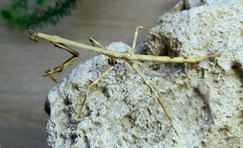 Heterochaeta orientalis - Twig Mantis