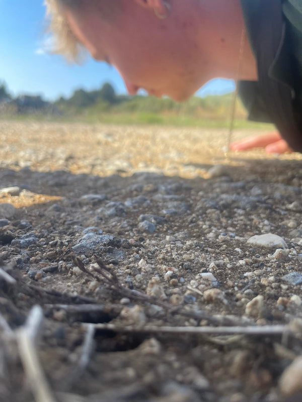 Nysgerrighed og læring - ESAntWorld historie