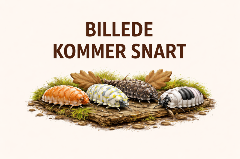 Porcellio laevis “Dairy Cow”