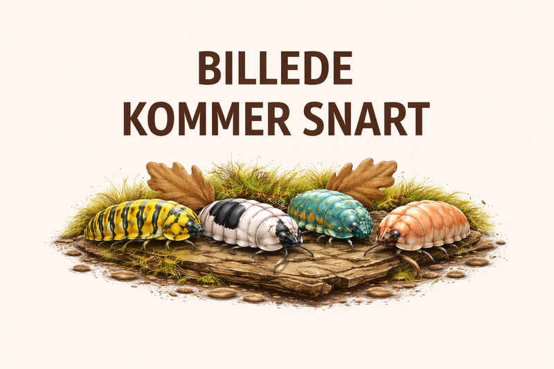 Armadillidium Maculatum ( Yellow )