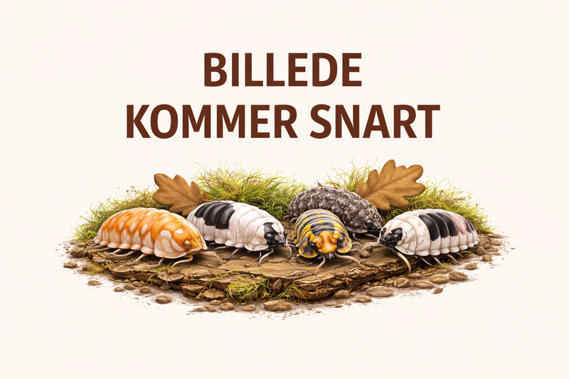 Armadillidium Nasatum
