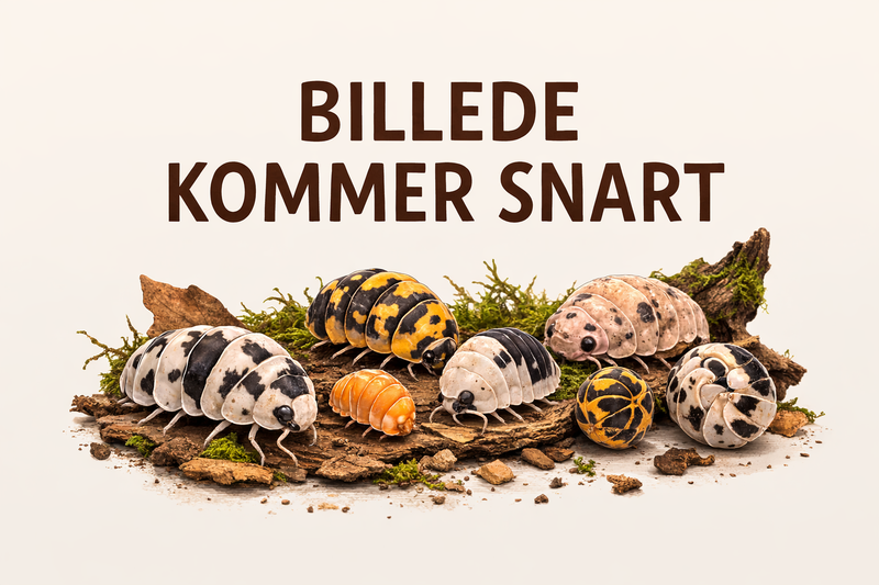 Armadillidium Klugii ( Montenegro )