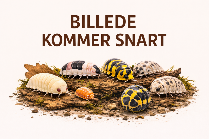 Armadillidium Vulgare ( Albino T+ Japan )