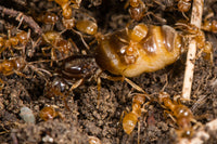 Lasius Flavus - Gul Engmyre