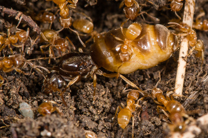 Billede af Lasius flavus-myrekolonien, også kendt som den gule markmyre, i deres naturlige habitat. Her ses kolonimedlemmer i omhyggelig pleje af deres dronning, hvilket fremhæver artens karakteristiske samarbejde og kolonisamhørighed.