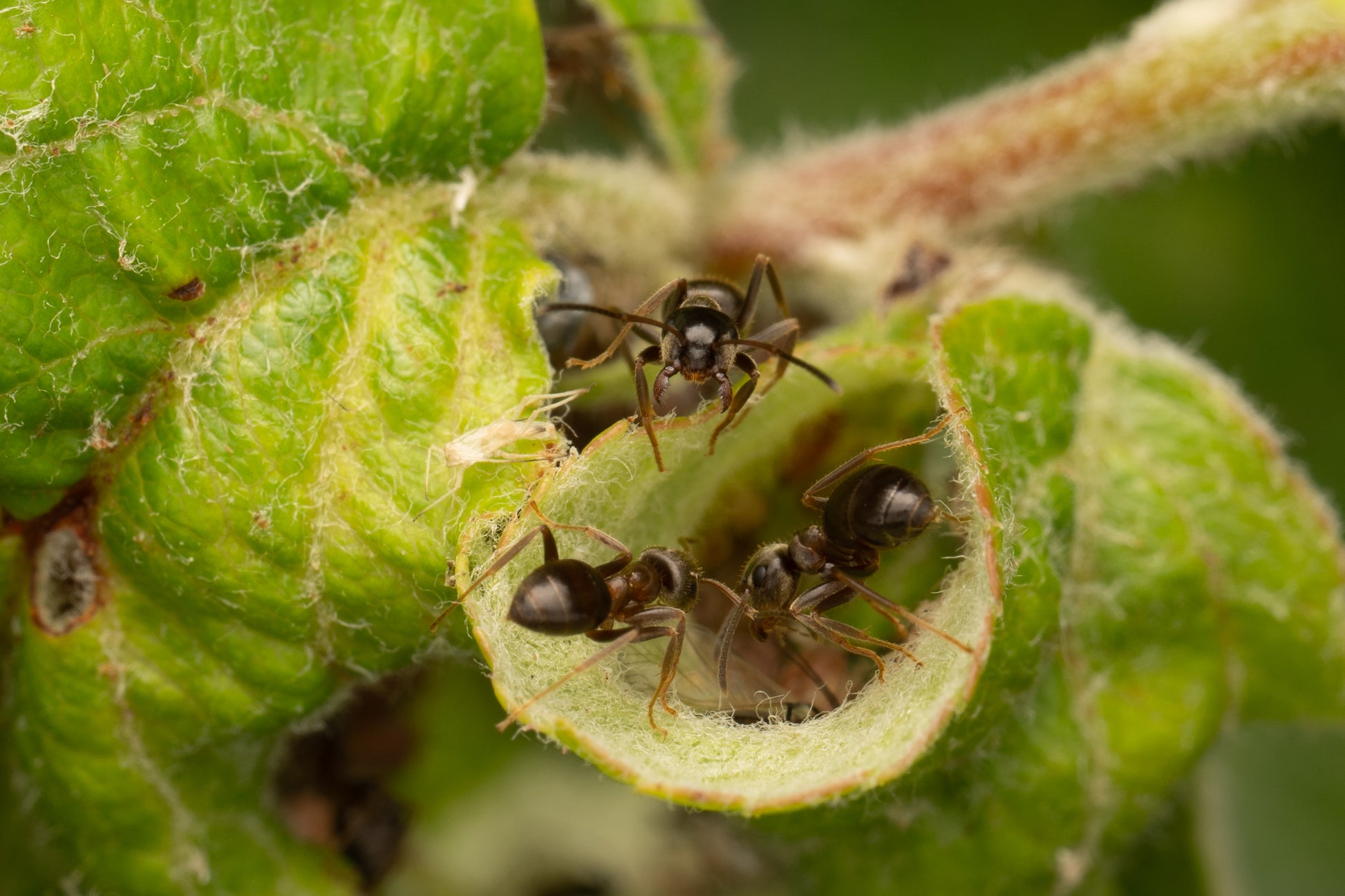 Lasius Niger ( Sort havemyre ) har deres bladlus som de får glykose igennem. De malker dermed dem og bruger dem som avlsdyur.