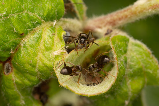 Lasius Niger ( Sort havemyre ) har deres bladlus som de får glykose igennem. De malker dermed dem og bruger dem som avlsdyur.