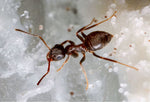 Lasius Niger - Sort Havemyre