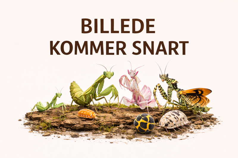 Creobroter sp. “Yunnan” - Blomster Knæler