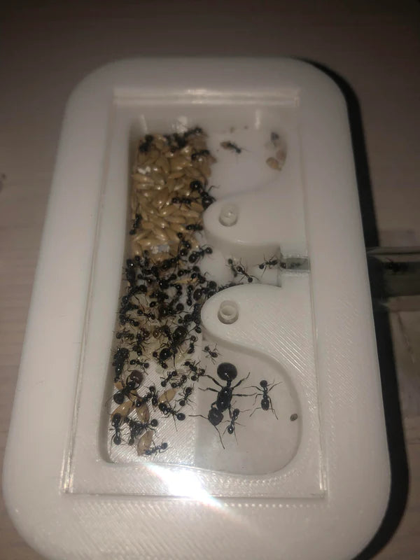 Messor Barbarus - Rød Kornsamlermyre