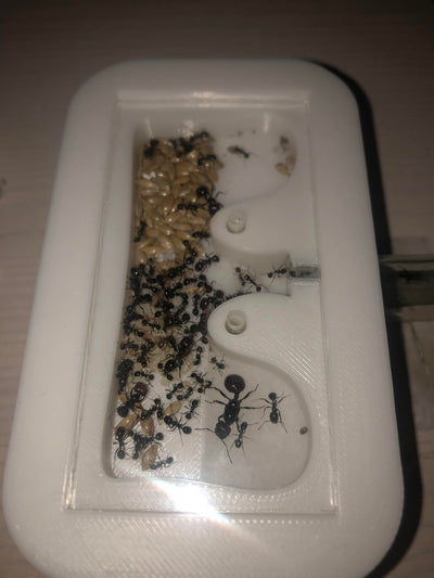 Lille rede ( UDGÅENDE VARER )