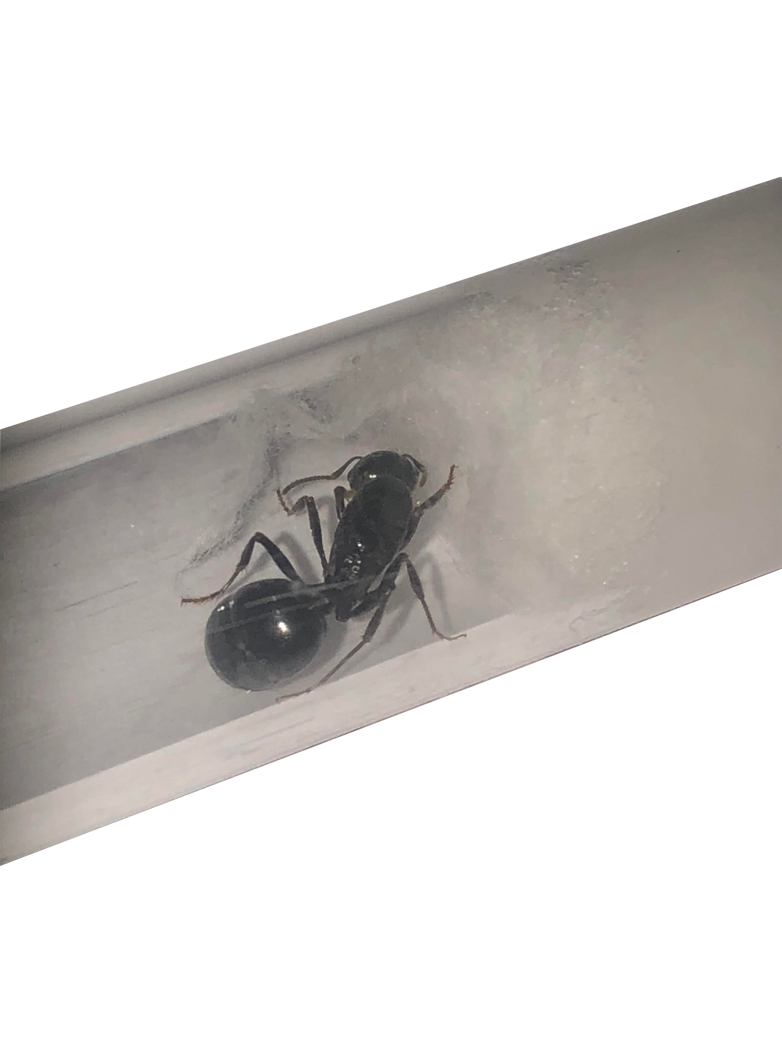 Messor Capitatus - Sort Kornsamlermyre