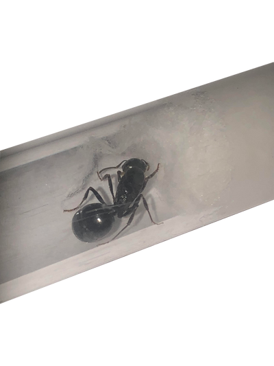 Messor Capitatus - Sort Kornsamlermyre