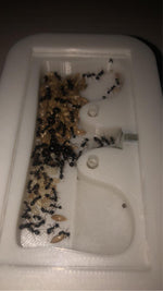 Lille rede ( UDGÅENDE VARER )