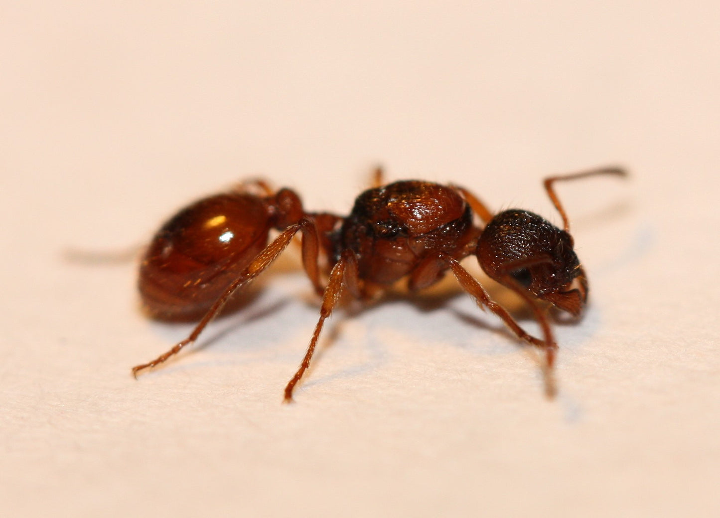 Her er dronningen af arten Myrmica Rubra, fantastisk flot og fantastisk dronning.