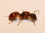 Myrmica Rubra - Rød Stikmyre - Billede 3