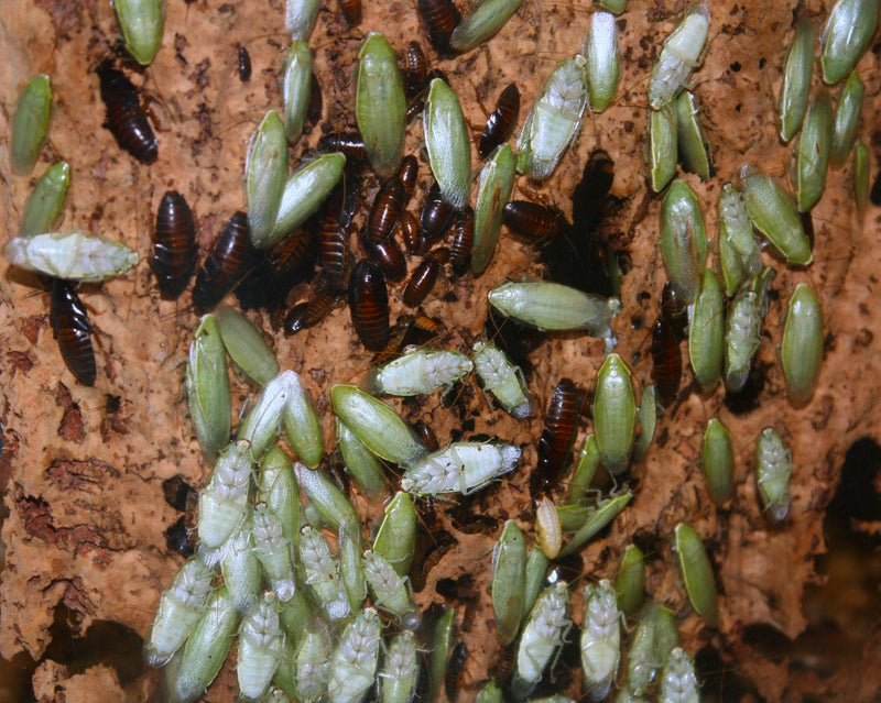 Panchlora nivea – Green Banana Cockroach