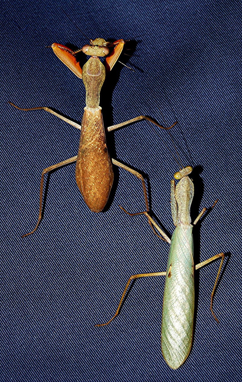 Sphodromantis lineola - Afrikansk Grøn Knæler