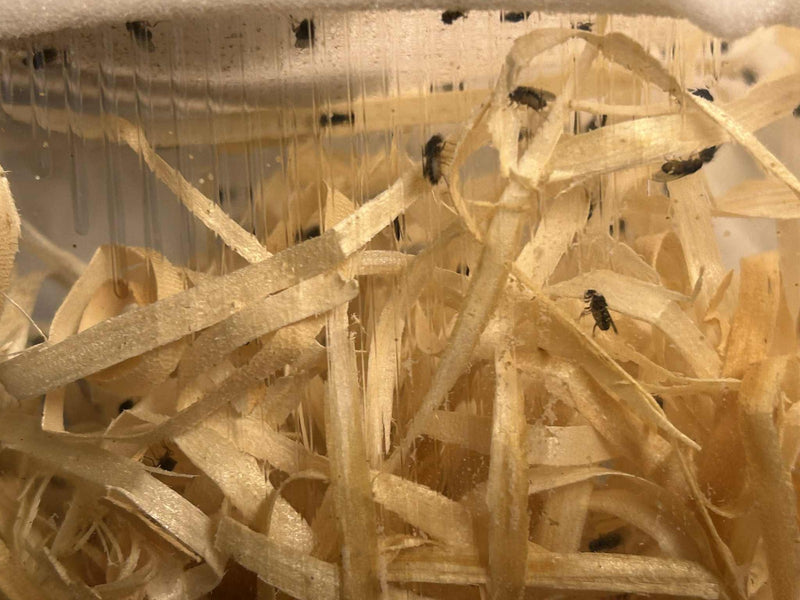 Bananfluer uden Vinger – Foderinsekter