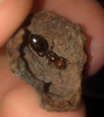 Crematogaster Scutellaris - Akrobatmyre